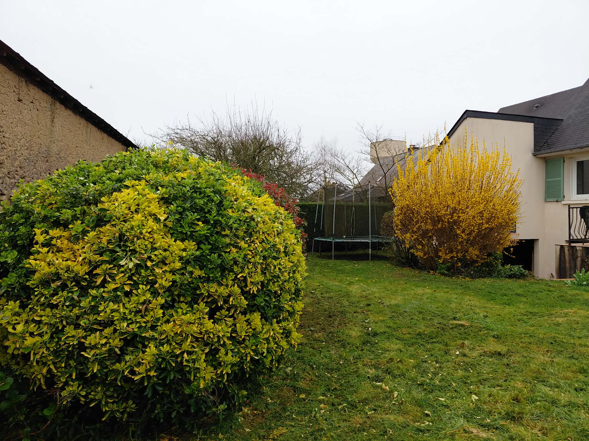 Massif d'arbustes entretenu dans un jardin